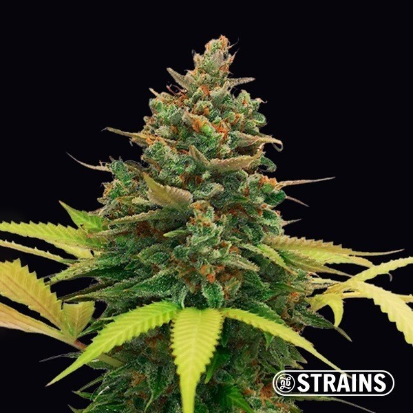 Voir Auto Bubblegum XXL de la banque GB Strains - Grow Barato