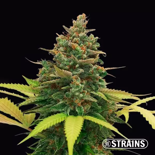Voir Auto Bubblegum XXL de la banque GB Strains - Grow Barato