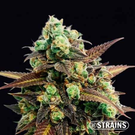 Auto Tangerine Kush de la banque GB Strains - Grow Barato