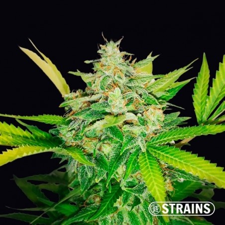 Auto Gold Pineapple de la banque GB Strains - Grow Barato