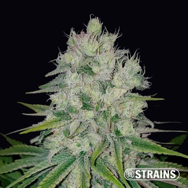 Voir Auto Pluto féminisée en vrac - GB The Green Brand