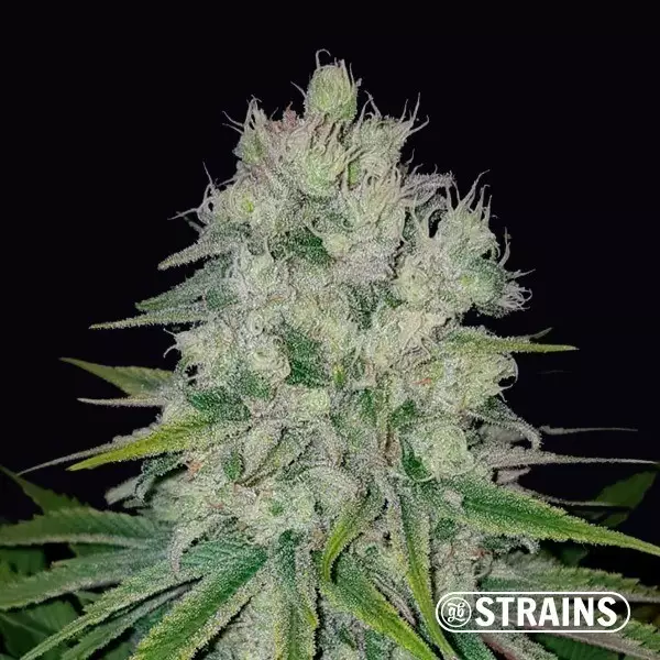 Voir Auto Pluto féminisée en vrac - GB The Green Brand