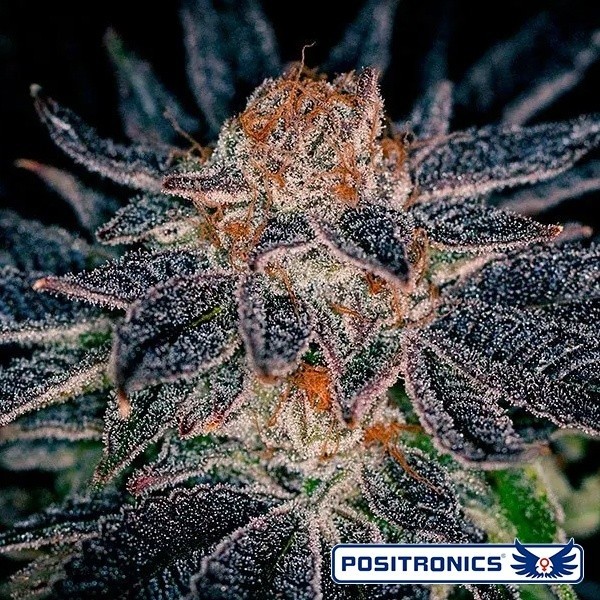 Voir Gelato 47 de Positronics