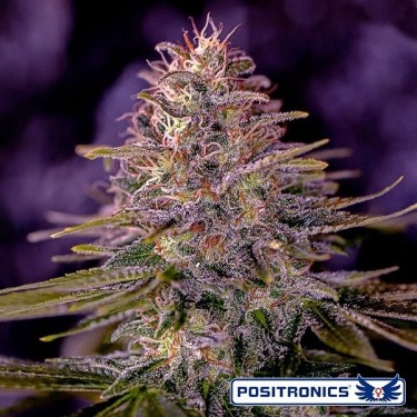 American Purple de Positronics