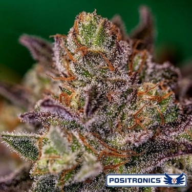 Purple Cherry Auto de Positronics
