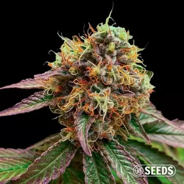 Graines Forbidden Fruit en vrac - GB The Green Brand