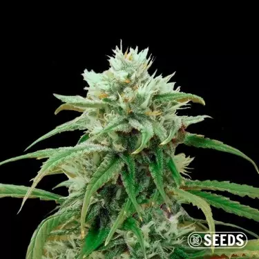 Acheter Amnesia Fast CBD de GB Seeds - Grow Barato