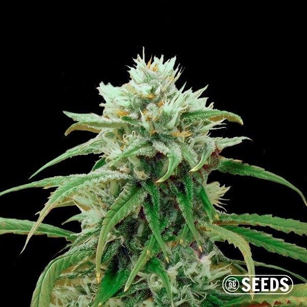 Voir Acheter Amnesia Fast CBD de GB Seeds - Grow Barato