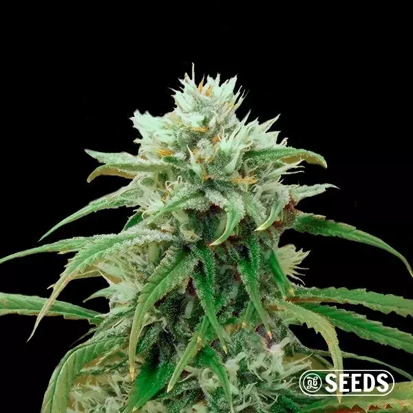 Voir Acheter Amnesia Fast CBD de GB Seeds - Grow Barato