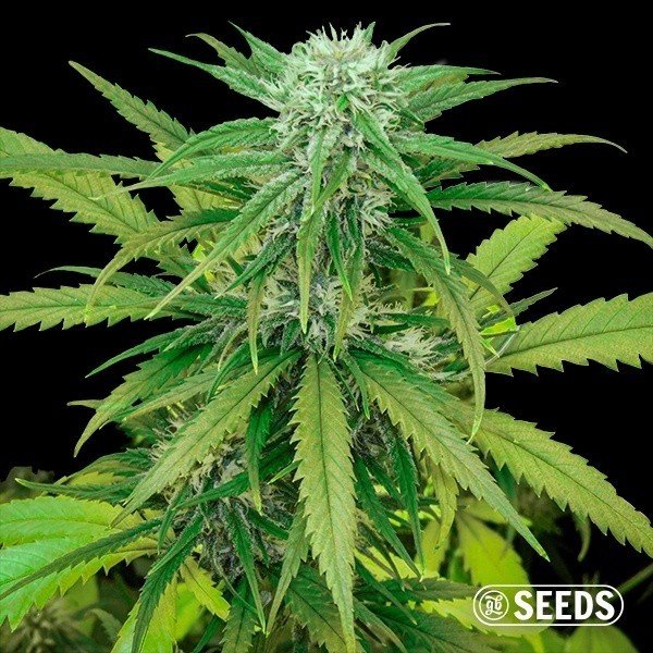 Voir Graine Critical Fast en vrac -. GB The Green Brand