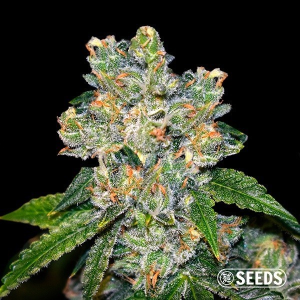 Voir Plante de cannabis Amnesia CBD