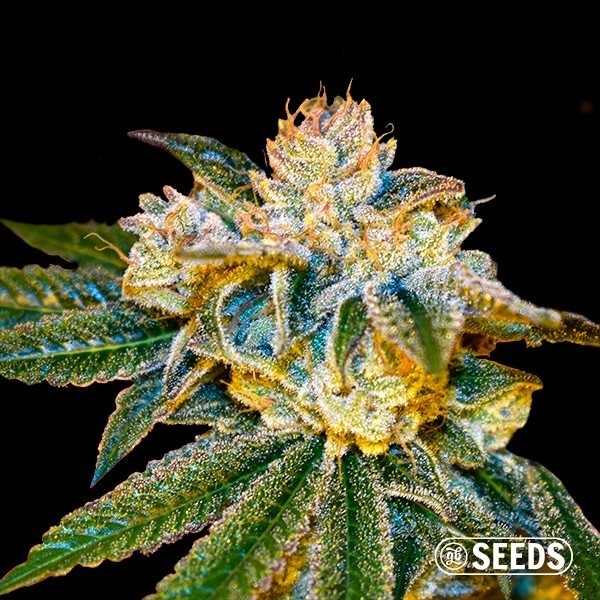 Voir Acheter Gorilla 4 Fast 100 % féminisée - GB The Green Brand