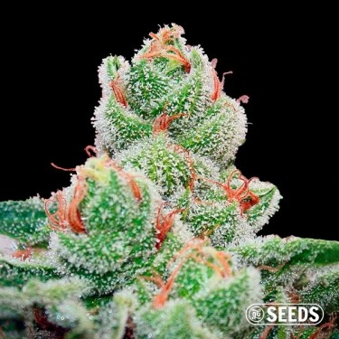 Blueberry Cheescake Fast en vrac - Grow Barato