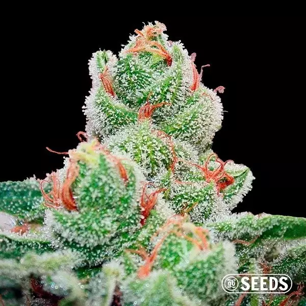 Blueberry Cheescake Fast en vrac - Grow Barato