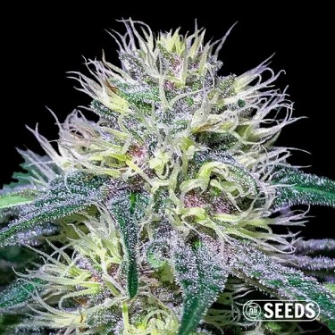 Original Amnesia Fast de GB  - Grow Barato