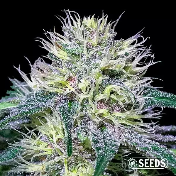 Voir Original Amnesia Fast de GB - Grow Barato