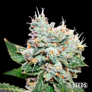 Larry OG S1 pas chère chez GB The Green Brand - Growbarato