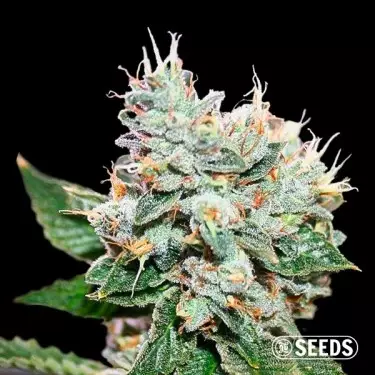 Larry OG S1 pas chère chez GB The Green Brand - Growbarato