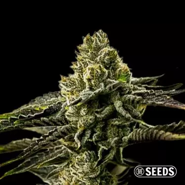 Graine pas chère Banana Punch - GB The Green Brand