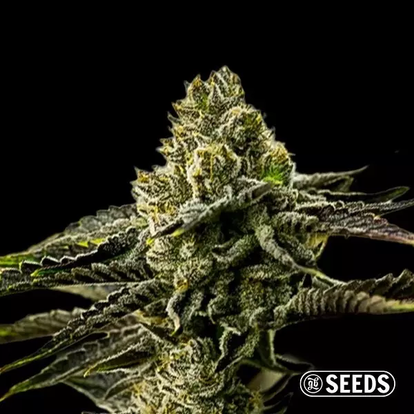 Voir Graine pas chère Banana Punch - GB The Green Brand