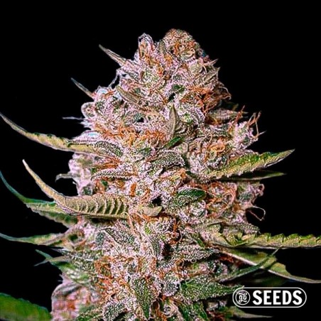 Critical CBD féminisée en vrac - Médicinale - Grow Barato
