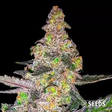 Plante de cannabis Runtz