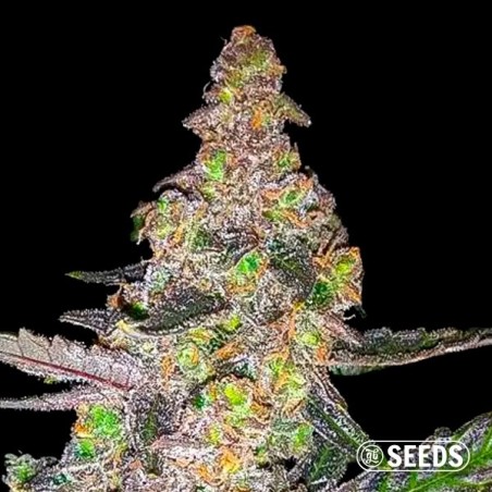 Plante de cannabis Runtz