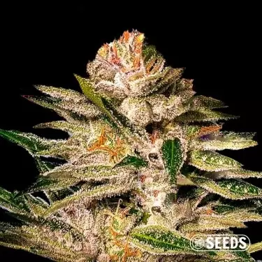 Acheter graines Kritical GB - GB The Green Brand