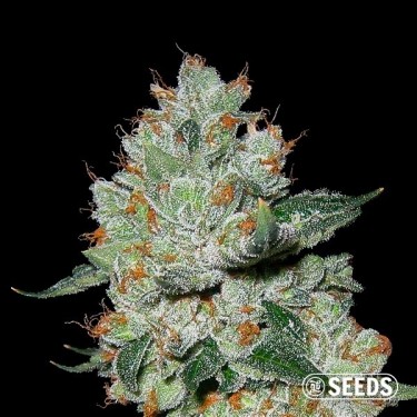 Plante de cannabis OG Kush