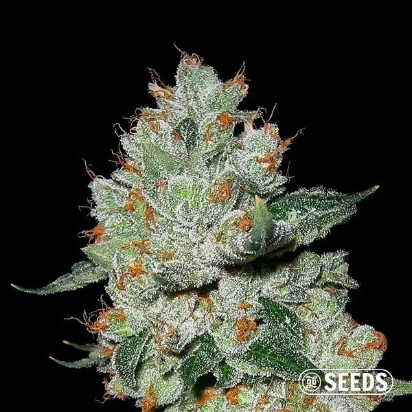 Voir Plante de cannabis OG Kush