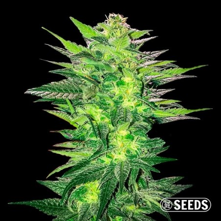 Critical x Somango 100% féminisée en vrac - Grow Barato