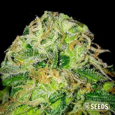 Jack Herer de Sensi Seeds 100% féminisée - Grow Barato