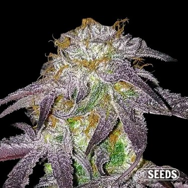 Black Domina graines pas chères - GB The Green Brand