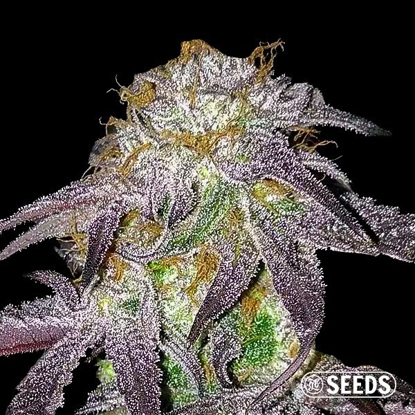 Voir Black Domina graines pas chères - GB The Green Brand