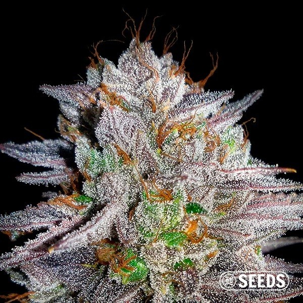 Voir Somango graine 100% féminisée en vrac - Grow Barato