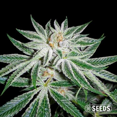 White Widow 100 % féminisée