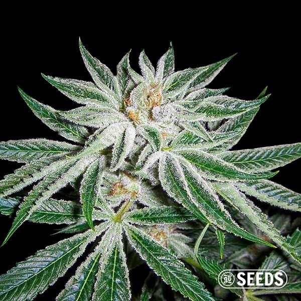View White Widow 100 % féminisée