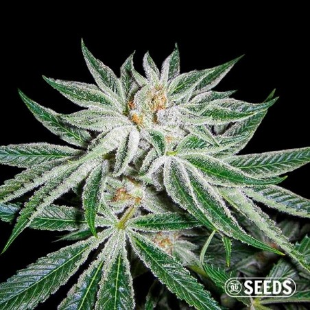 White Widow 100 % féminisée