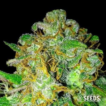 Graine Super Skunk 100% Féminisée en Vrac - Grow Barato