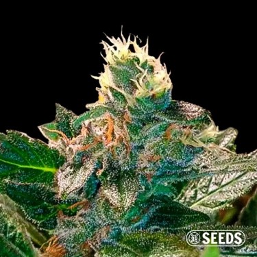 Cheese graine pas chère de GB Seeds - GB The Green Brand