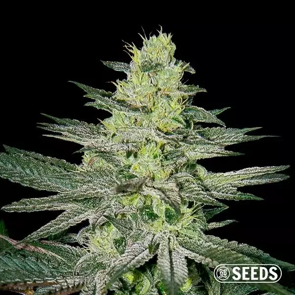 Voir Amnesia Plante de cannabis