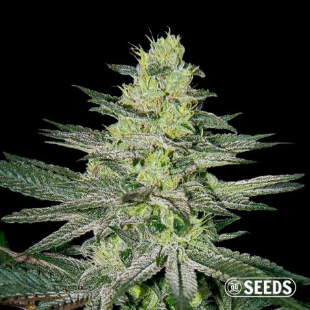 Amnesia Plante de cannabis