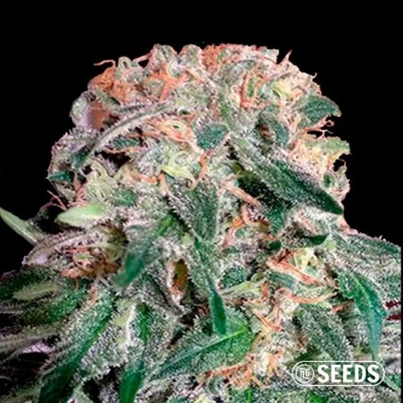 Graines Auto Banana XL CBD en vrac - GB The Green Brand