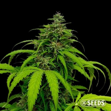 Acheter Auto White CBG cannabis médicinal - Grow Barato