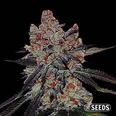 Auto Sherbert XXL 100 % féminisée en vrac - GB The Green Brand