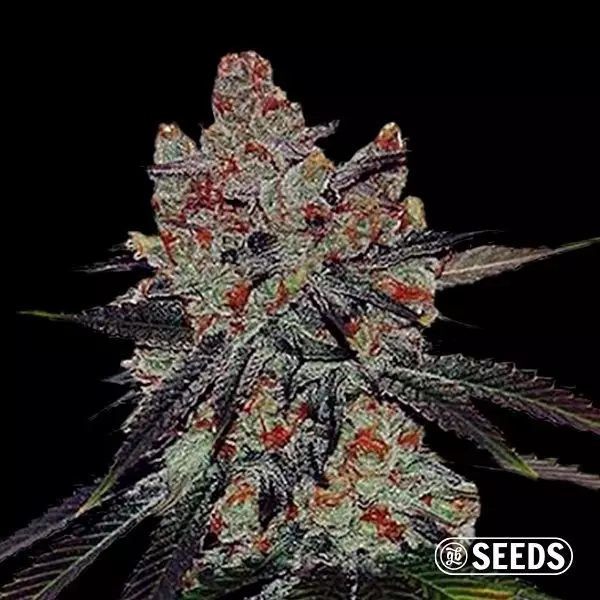 Voir Auto Sherbert XXL 100 % féminisée en vrac - GB The Green Brand