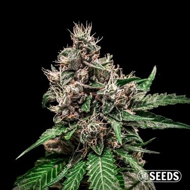 Auto Bruce Banner 100 % féminisée - GB The Green Brand