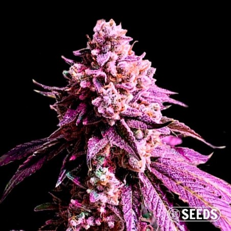 Auto Purple Sunset XXL 100 % féminisée - GB The Green Brand