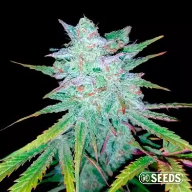 Graines Auto Gelatto XXL - Grow Barato