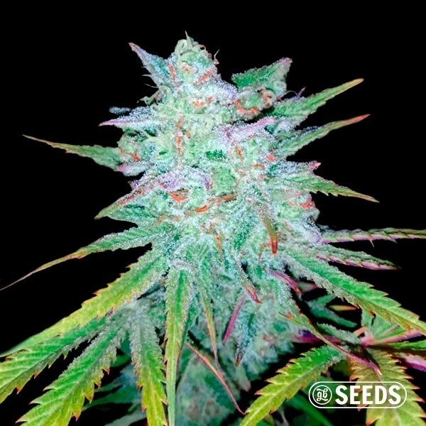 Voir Graines Auto Gelatto XXL - Grow Barato